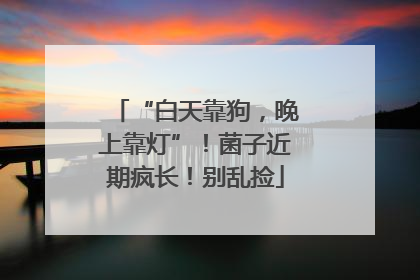 “白天靠狗，晚上靠灯”！菌子近期疯长！别乱捡