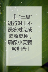 “三夏”进行时丨不误农时完成夏收夏种，确保小麦颗粒归仓