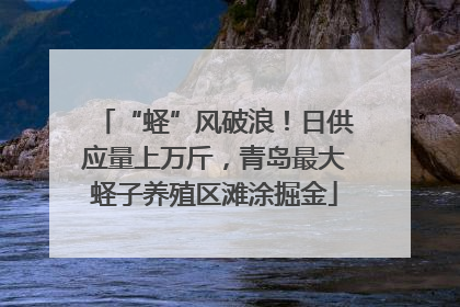 “蛏”风破浪！日供应量上万斤，青岛最大蛏子养殖区滩涂掘金