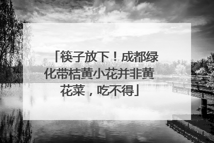 筷子放下！成都绿化带桔黄小花并非黄花菜，吃不得