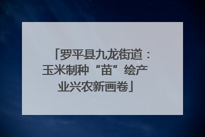 罗平县九龙街道：玉米制种“苗”绘产业兴农新画卷