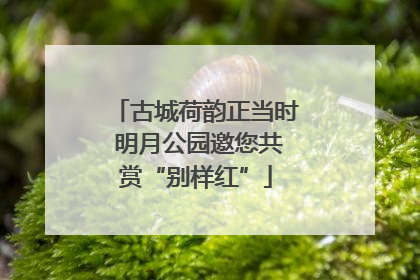 古城荷韵正当时 明月公园邀您共赏“别样红”