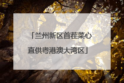 兰州新区首茬菜心直供粤港澳大湾区
