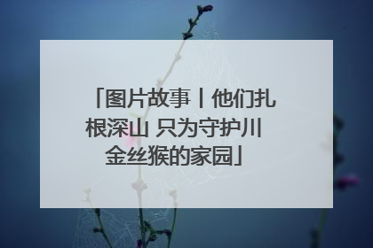 图片故事丨他们扎根深山 只为守护川金丝猴的家园