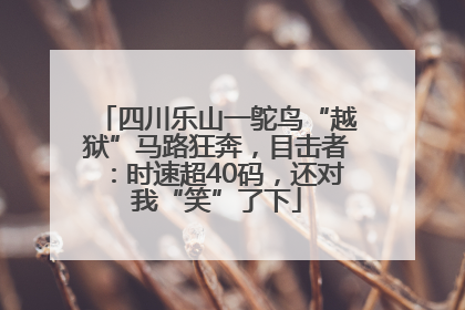 四川乐山一鸵鸟“越狱”马路狂奔，目击者：时速超40码，还对我“笑”了下