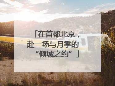 在首都北京，赴一场与月季的“倾城之约”