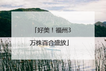 好美！福州3万株百合盛放