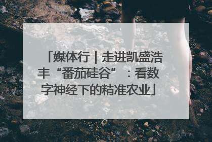 媒体行｜走进凯盛浩丰“番茄硅谷”：看数字神经下的精准农业