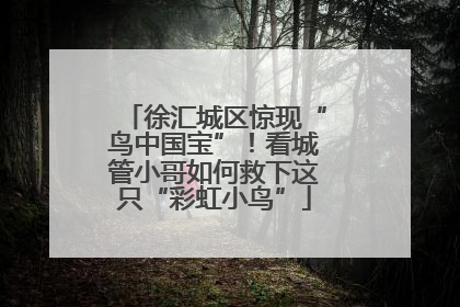 徐汇城区惊现“鸟中国宝”！看城管小哥如何救下这只“彩虹小鸟”
