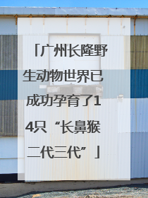广州长隆野生动物世界已成功孕育了14只“长鼻猴二代三代”