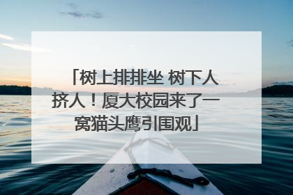 树上排排坐 树下人挤人！厦大校园来了一窝猫头鹰引围观