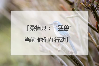 桑植县：“猛兽”当前 他们在行动