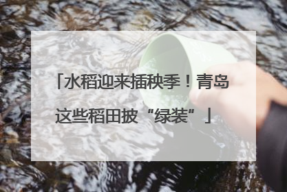 水稻迎来插秧季！青岛这些稻田披“绿装”