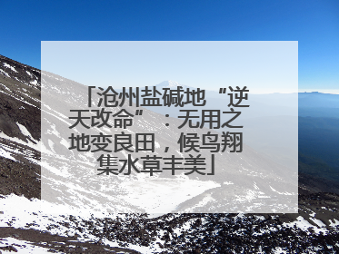 沧州盐碱地“逆天改命”：无用之地变良田，候鸟翔集水草丰美