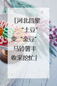 河北昌黎：“土豆”变“金豆” 马铃薯丰收采挖忙