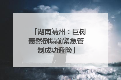 湖南靖州：巨树轰然倒塌前紧急管制成功避险