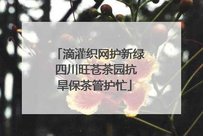 滴灌织网护新绿 四川旺苍茶园抗旱保茶管护忙