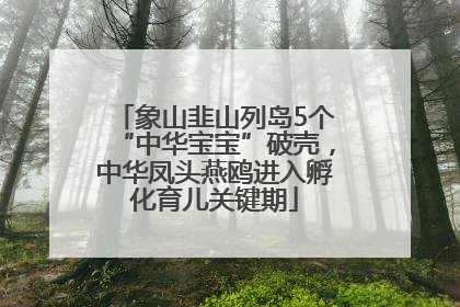 象山韭山列岛5个“中华宝宝”破壳，中华凤头燕鸥进入孵化育儿关键期