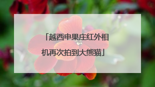 越西申果庄红外相机再次拍到大熊猫