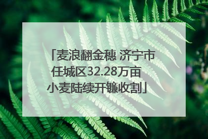 麦浪翻金穗 济宁市任城区32.28万亩小麦陆续开镰收割